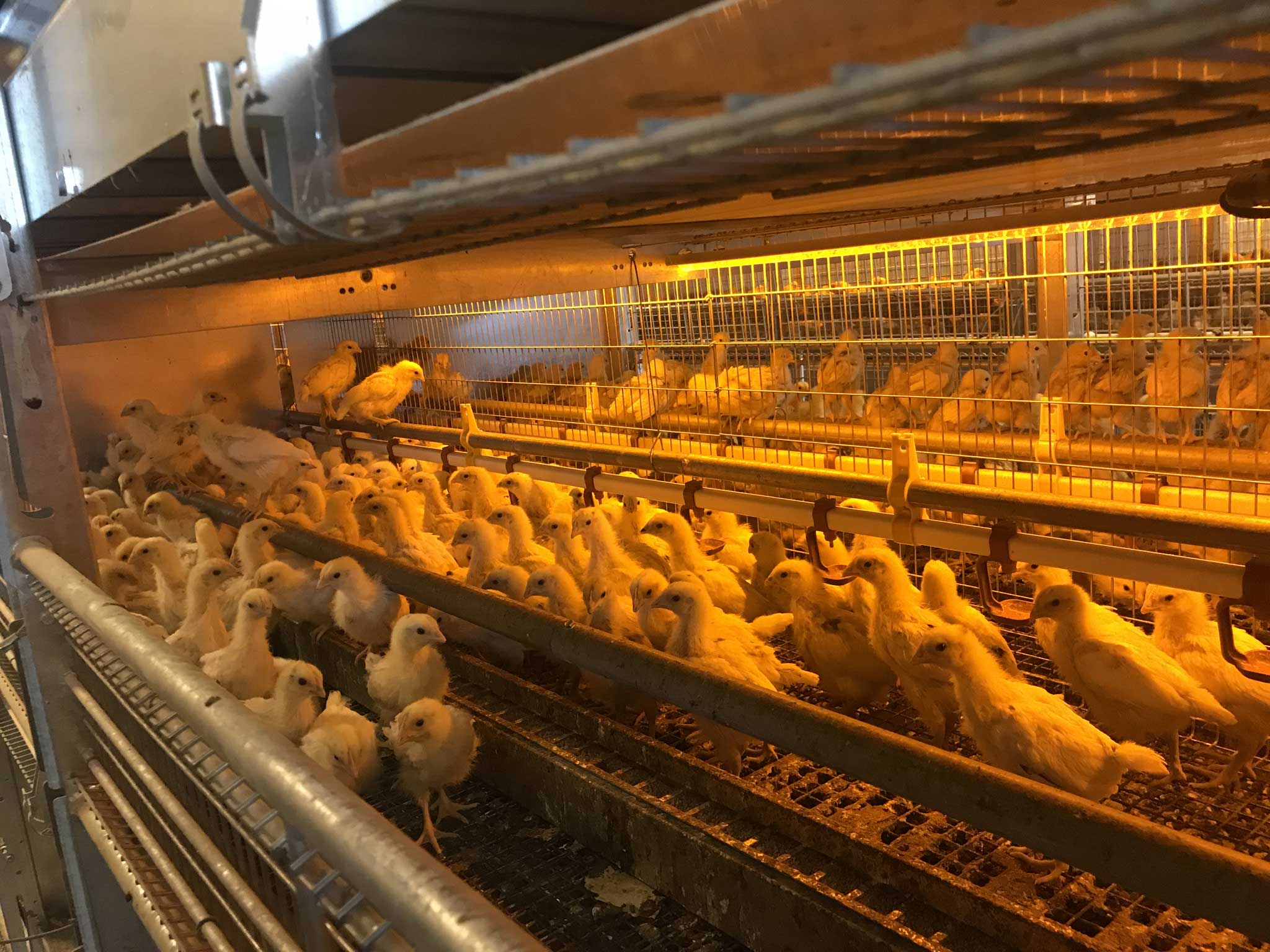 Complete Poultry Farm Systems | Shadow Oak Farm Supply